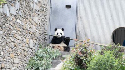 パンダの「福宝」、食事タイムに竹を堪能 中国四川省