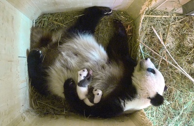 お母さんとすやすや、双子のパンダ オーストリア