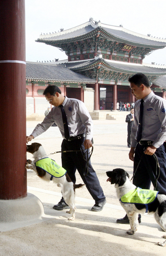 韓国の木造文化財の保護対策で、「シロアリ探知犬」が活躍