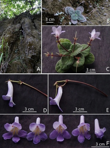 中国広西で絶滅危惧新種のプリムリナ・タバクム・ハンスが発見