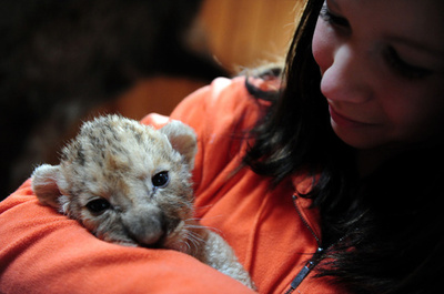 生後3週間の子ライオン、ハンガリーでもうすぐ一般公開