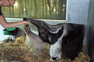 オオアリクイの襲撃で死亡例、遭遇リスク増に懸念 ブラジル