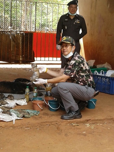 タイのトラ寺院、僧侶が毛皮持って逃走図る 宿舎には生きたライオンなども