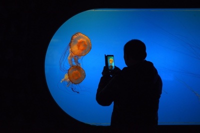 原材料は化学物質…中国で「偽クラゲ」1トン押収