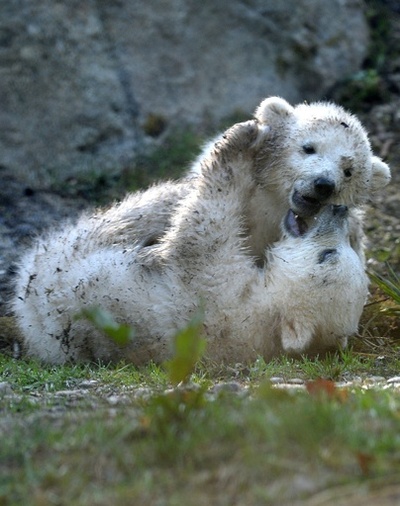 ミュンヘンの双子のホッキョクグマ、名前が決定