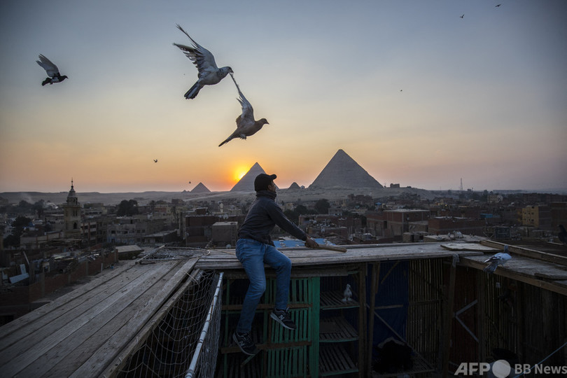 【今日の1枚】「鳥になりたい」ピラミッドを望み空高く