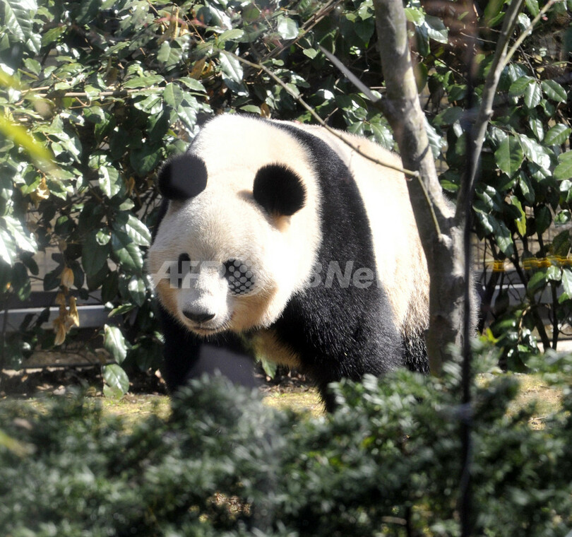 上野動物園でパンダの赤ちゃん誕生、24年ぶり