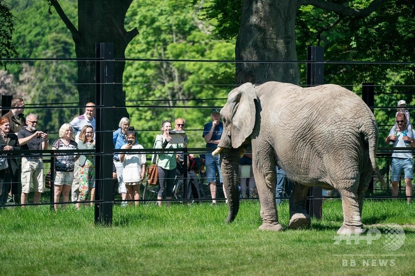 サーカス引退したゾウ、サファリパークで新生活 デンマーク