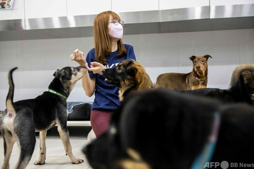 450万円の例も…ペット連れ移住困難で置き去り急増 香港