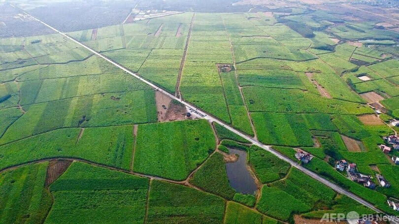 サトウキビ栽培から見えてくる、中国の農業現代化の「実力」