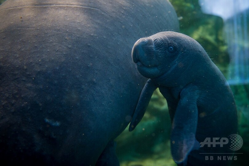 マナティーの赤ちゃん誕生、生後11日 仏動物園