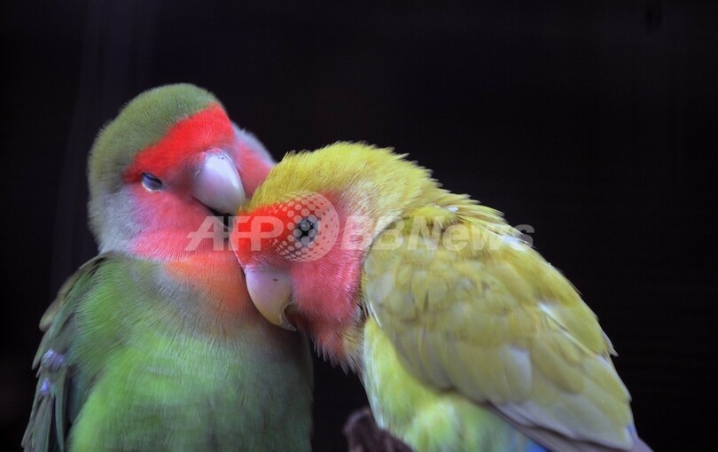 コートの下から鳥50羽、「さえずり」で密輸ばれる ロシア