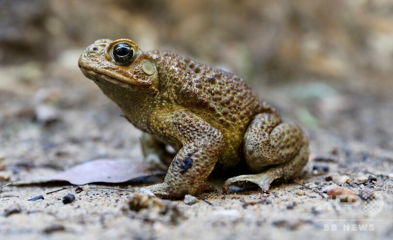 豪北部に生息する有毒ガエル、南部でも発見 生態系に影響の恐れ 