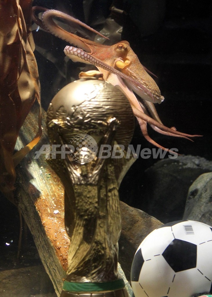 W杯8試合的中の占いタコに優勝トロフィー、ドイツ