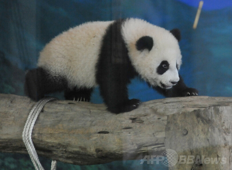 台湾生まれ初のパンダが一般公開、台北