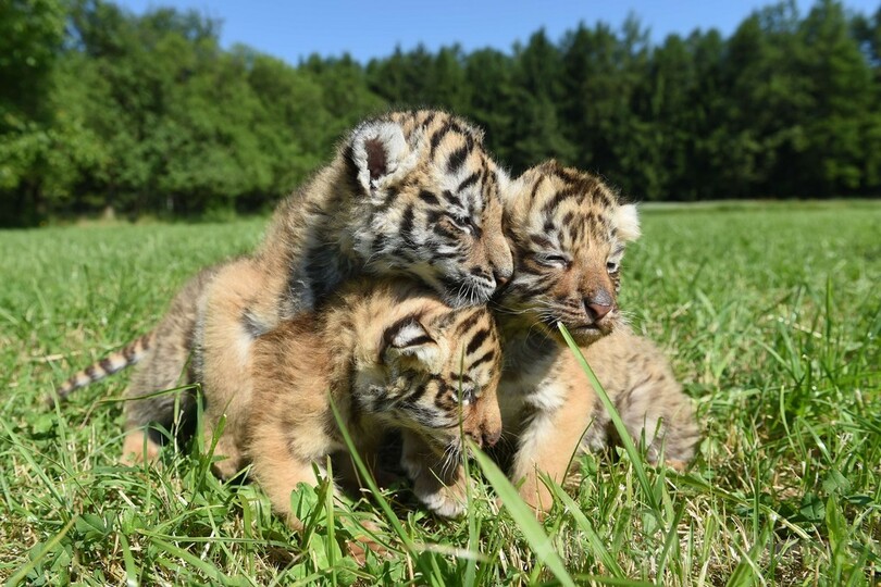 お日様を浴びて遊ぶトラの赤ちゃん、独