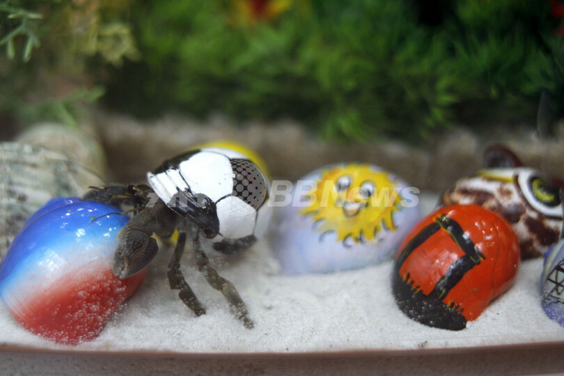 ペットにヤドカリ、フランスで人気上昇中