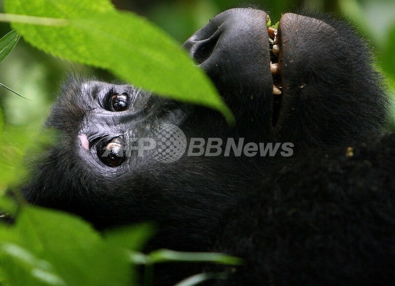 ウガンダの国立公園、マウンテンゴリラを観察できるチャンスが上昇