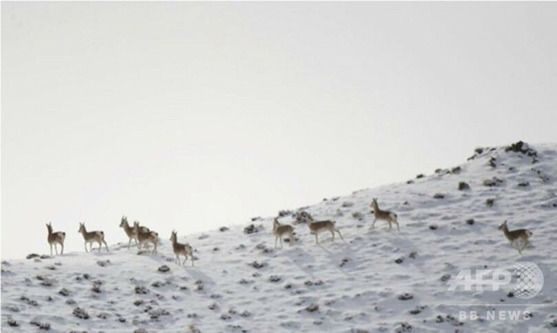雪景色に現れた「高原の精霊」 甘粛省のチベットカモシカ