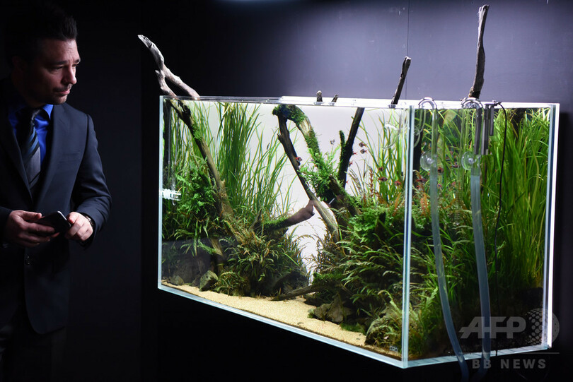 自然生態の縮図が水槽に、ネイチャーアクアリウム展　東京