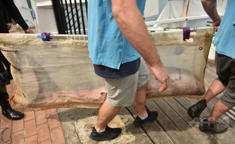 ビーチに打ち上げられたホオジロザメの子、海に戻る 豪シドニー