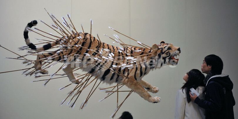 トラに無数のやり、蔡國強氏の作品を展示 台北市立美術館