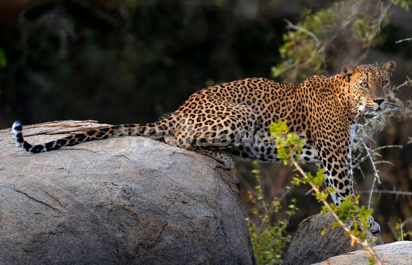 スリランカ国立公園のしなやかなヒョウ