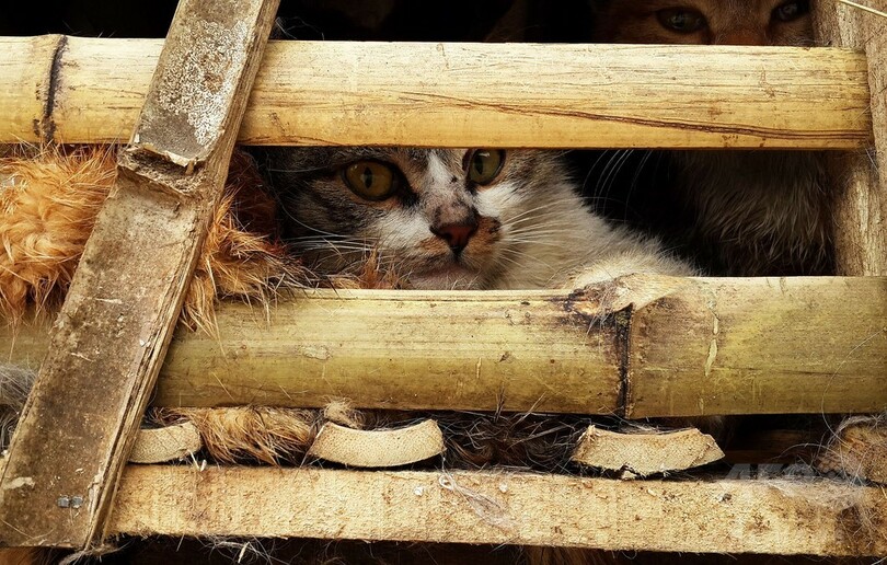 数千匹の生きた猫を押収、「消費するため」密輸 ベトナム