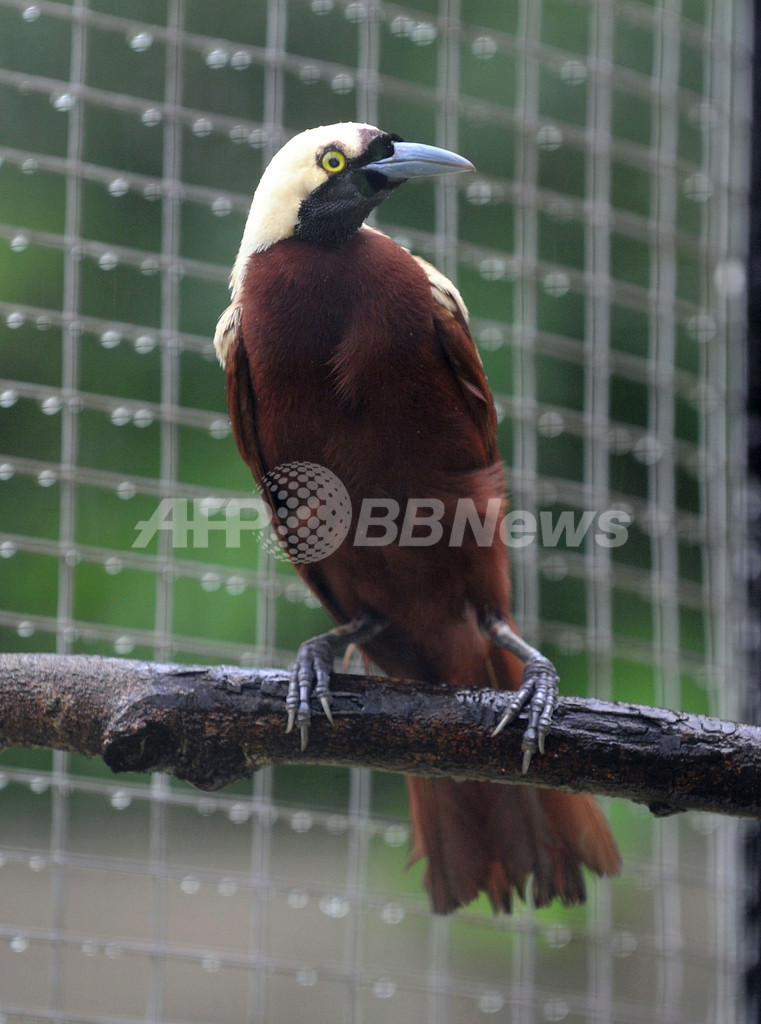 郊外の住宅からトラ5頭、違法飼育か インドネシア