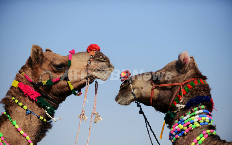 世界最大級のラクダ市、インド