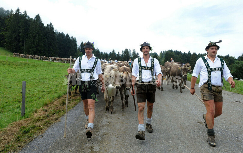 ドイツに秋の訪れ、牛が山から里帰り