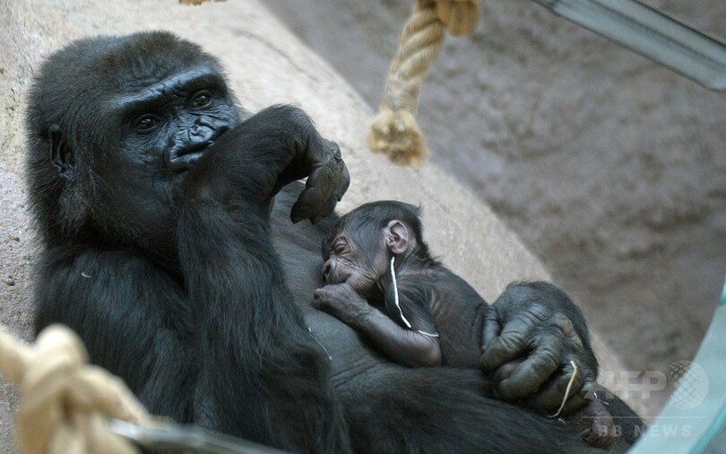 ああ眠い…子育て奮闘中のママゴリラが大あくび、チェコ