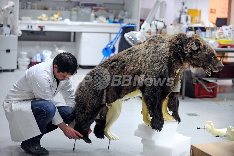 クマの剥製ができるまで、仏トゥールーズ自然史博物館