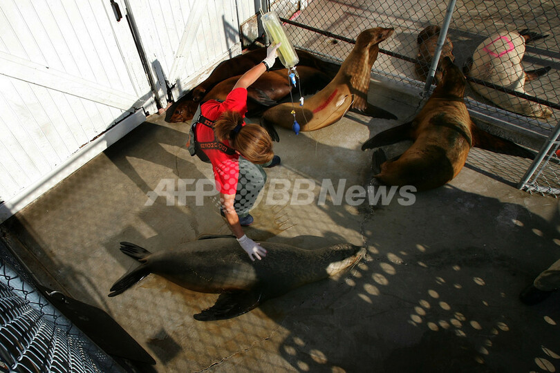 カリフォルニア州で大規模な赤潮が発生、アザラシやイルカに被害 - 米国
