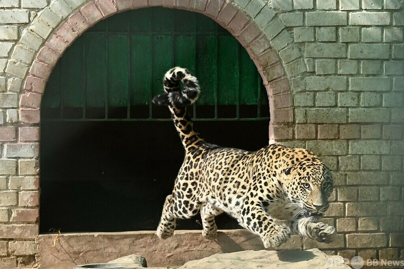 ペットのヒョウが脱走、4人軽傷 パキスタン首都
