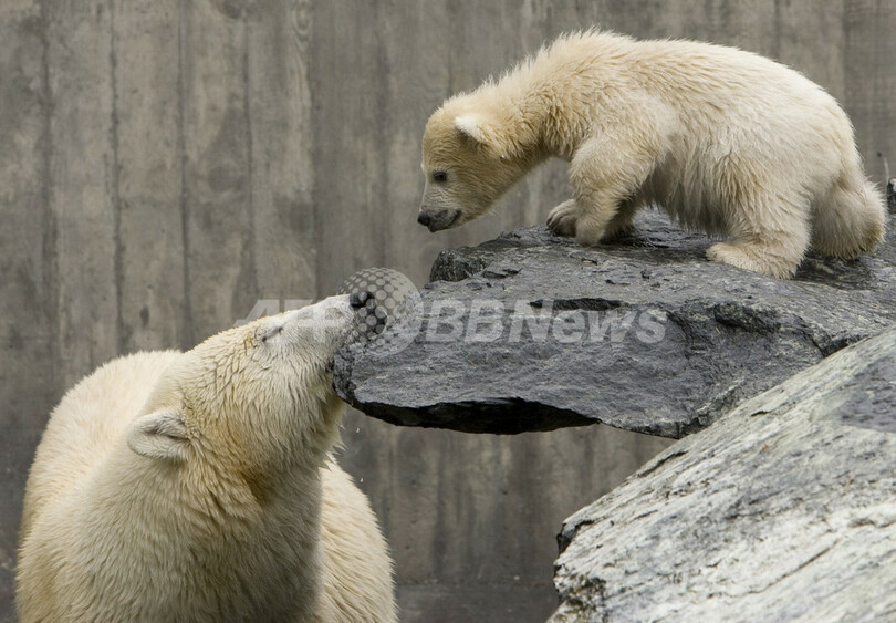 新・ホッキョクグマ赤ちゃんはお母さんと一緒