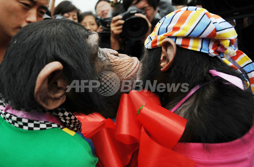 チンパンジーの結婚式、中国