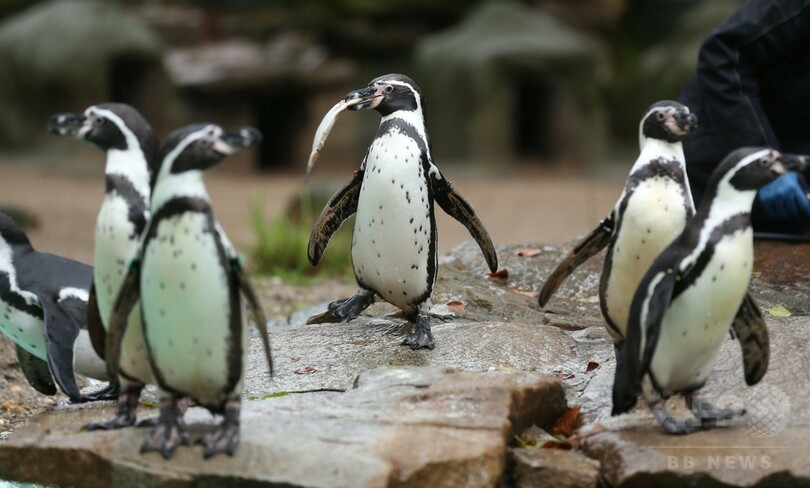動物園でペンギン不審死、警察が捜査開始 ドイツ