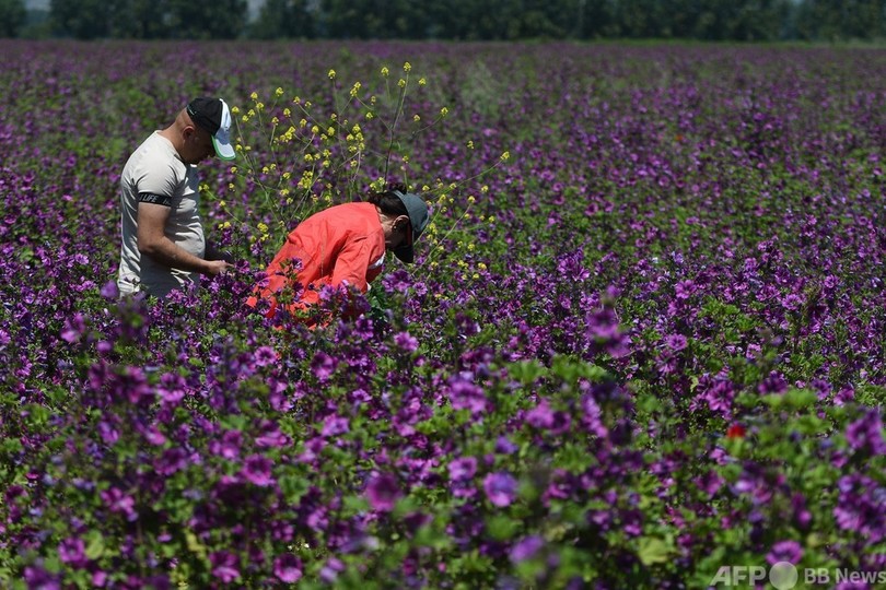 「困難な状況にも希望ある」コロナ禍で需要増 アルバニアの薬草