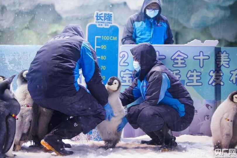 ベビーコウテイペンギン10羽を公開　珠海市