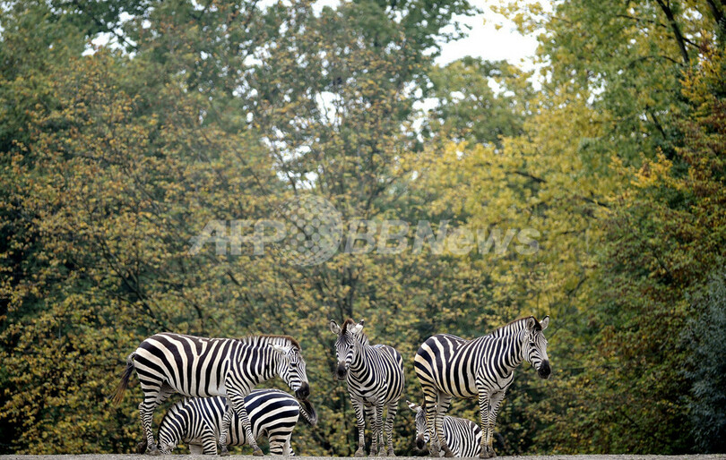 水を振り払うホッキョクグマ、ドイツ西部の動物園