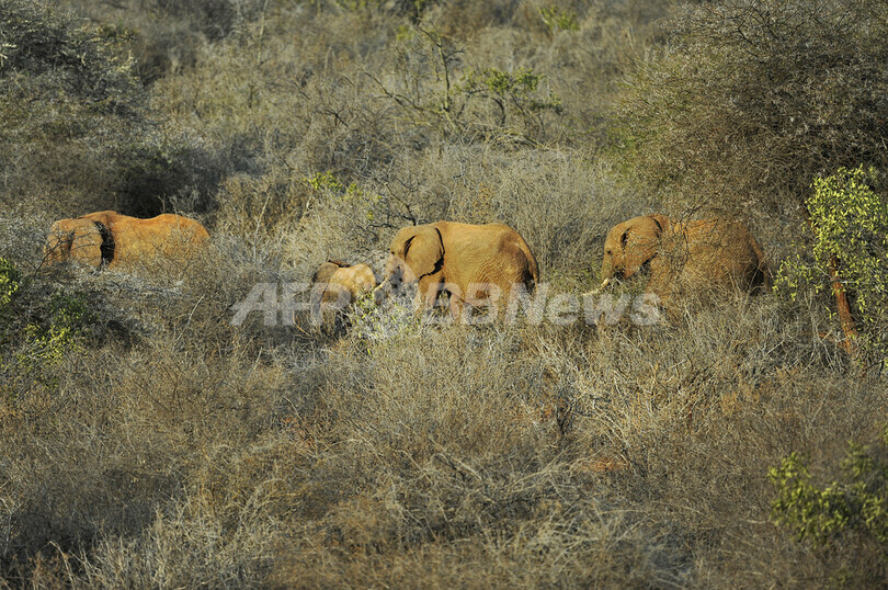 象牙5トンに点火、密猟撲滅へ決意示す ケニア