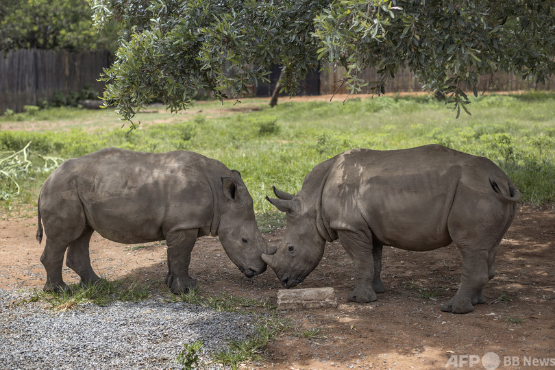 サイの密猟増加 コロナ都市封鎖緩和が一因 南ア