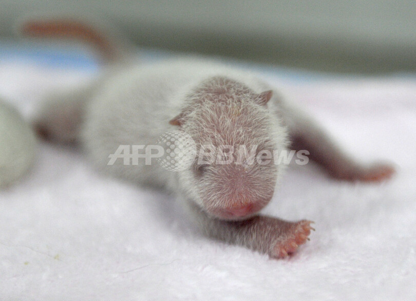 中国・成都で赤ちゃんパンダ続々誕生、ベビーブーム到来か