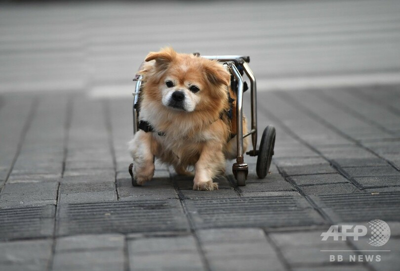 中国語で「狗堅強」とは「ガンバル犬」のこと ルーツは日本の犬？