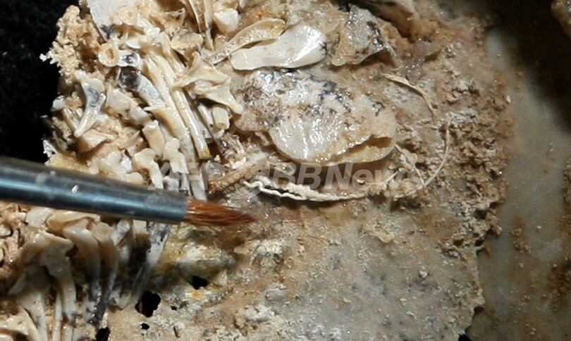 「胎児とへその緒」をもつ最古の魚の化石、オーストラリアで発見