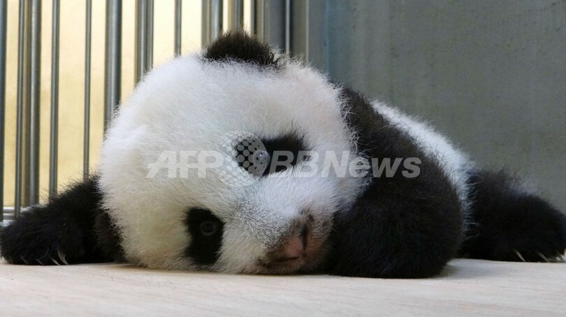 遊びすぎでくたくた？赤ちゃんパンダの最新写真公開、台湾