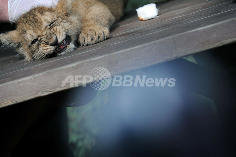 2か月の赤ちゃんライオンの命名式、ブダペスト
