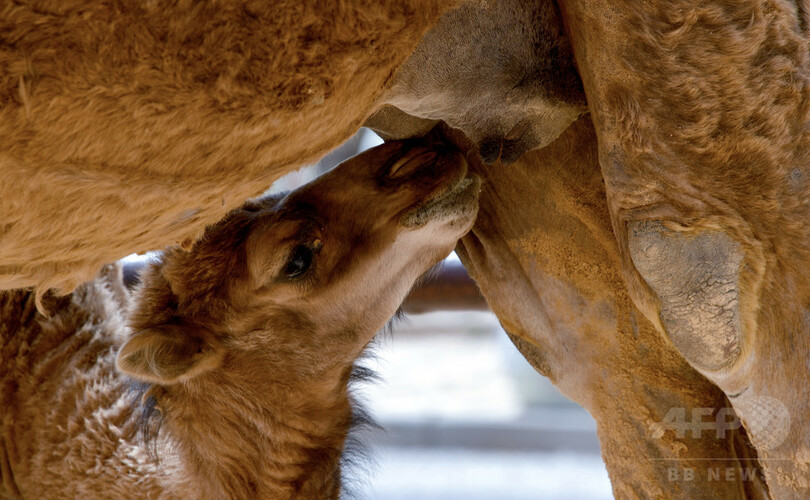 世界初、ラクダの乳の粉ミルクが登場 牛乳アレルギーの赤ちゃん向けに