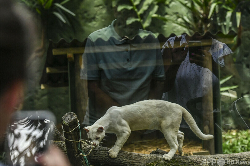 アルビノのネコ科動物、オセロットと判明 コロンビア
